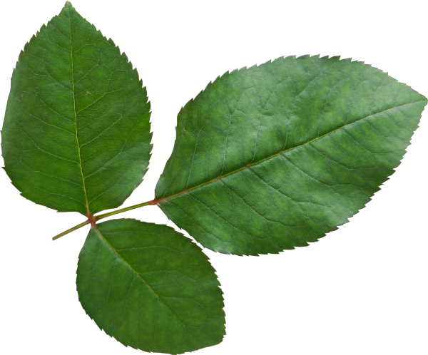 Листок розы