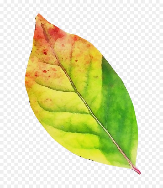 Листья яблони осенью