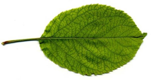 Лист яблока