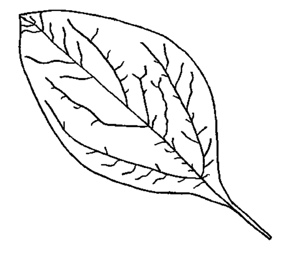 Лист яблони для раскрашивания