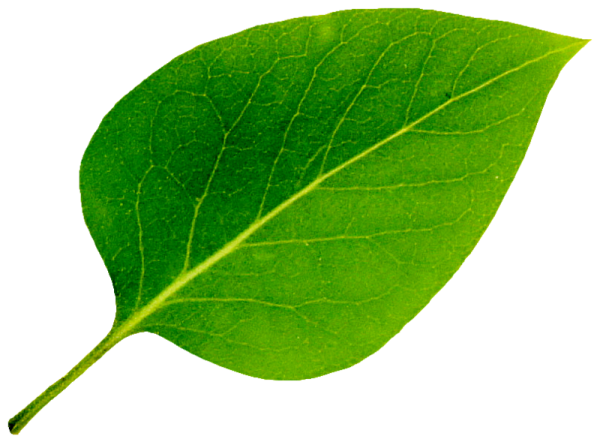 Листья растений