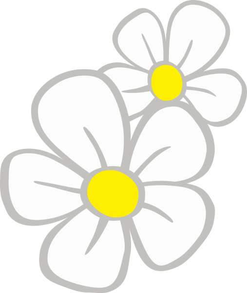 Клипарт ромашки на прозрачном фоне