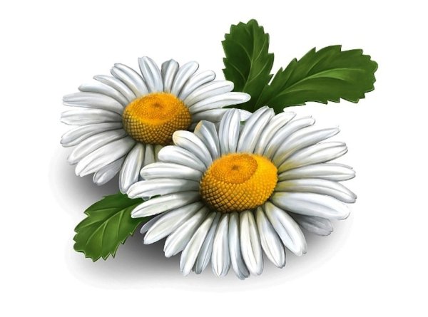 Ромашки картинки