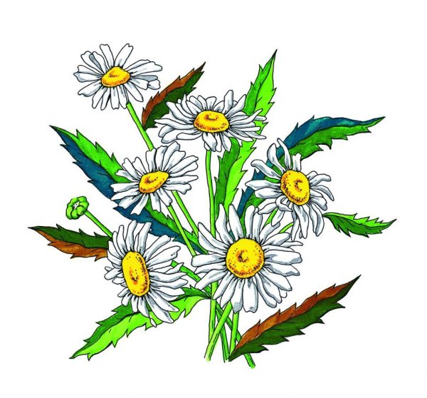 Ромашка цветок рисунок