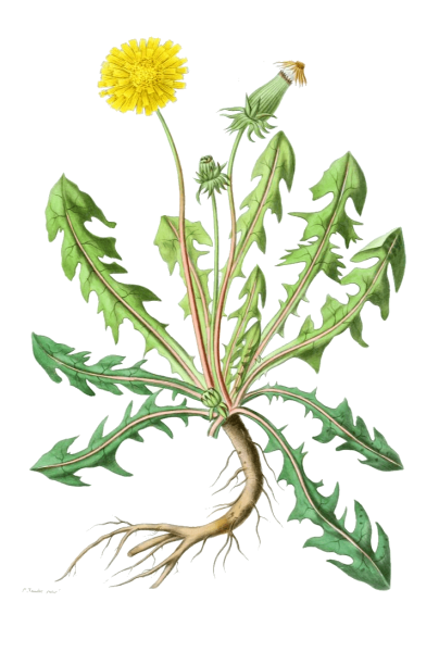 Одуванчик Аянский