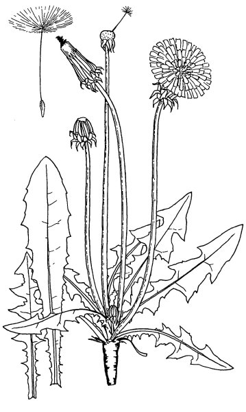 Одуванчик лекарственный- Taraxacum officinale web.