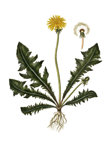 Одуванчик лекарственный гербарий