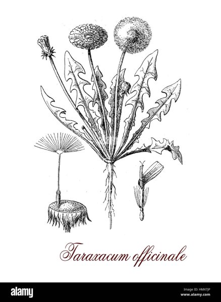 Одуванчика лекарственного корни Фармакогнозия