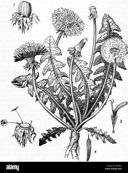 Одуванчик лекарственный – Taraxacum officinale
