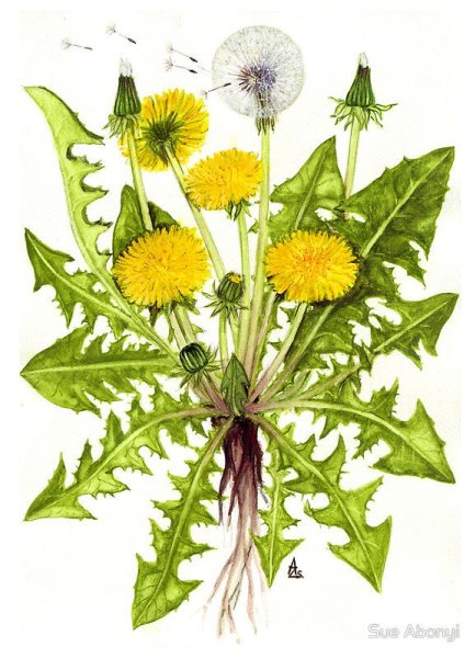 Одуванчик Фармакогнозия