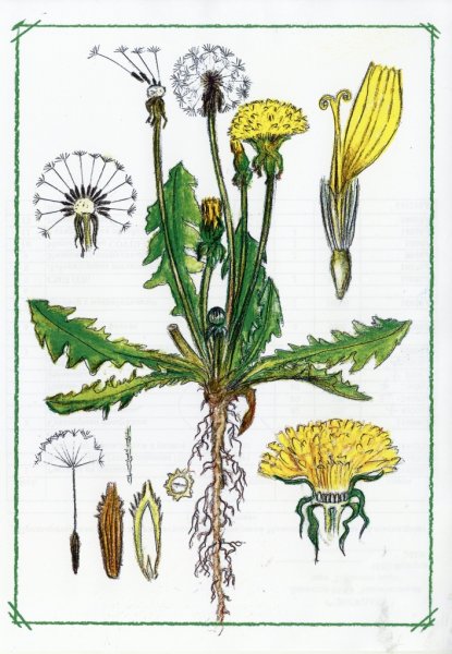 Одуванчик лекарственный односемянный