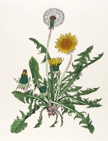 Одуванчик лекарственный гербарий