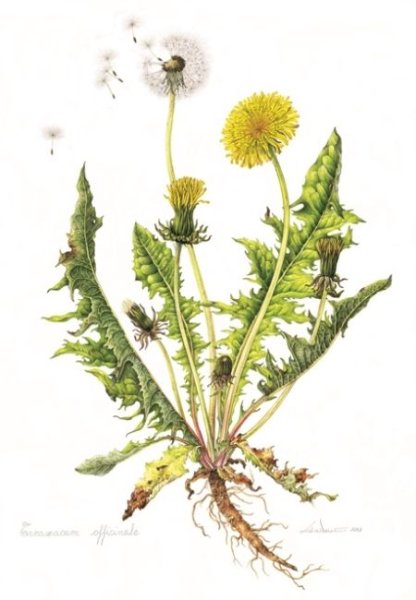 Одуванчик полевой лекарственный