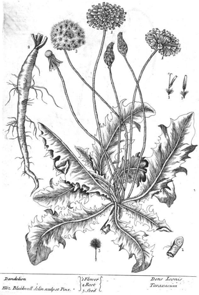Одуванчика лекарственного карандашом