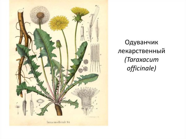 Ботаническая иллюстрация Taraxacum