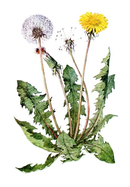 Одуванчик лекарственный – Taraxacum officinale