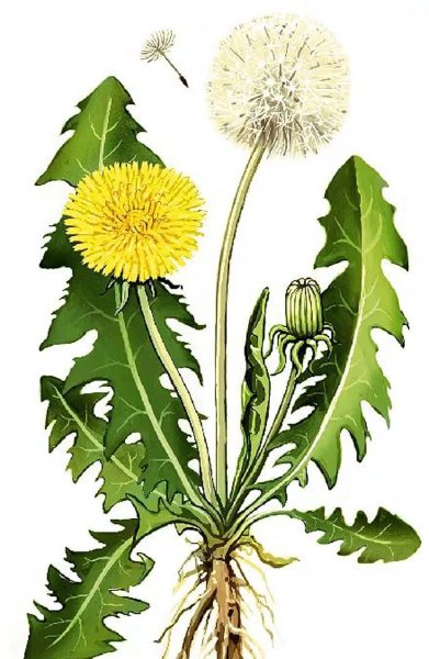 Подцарство одуванчика лекарственного