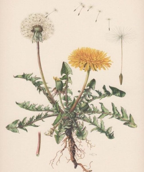 Одуванчик лекарственный- Taraxacum officinale web.