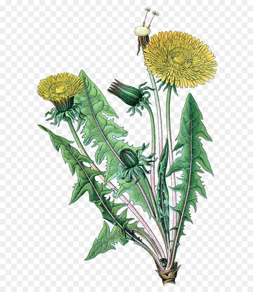 Taraxacum officinale иллюстрация
