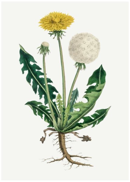 Одуванчик лекарственный- Taraxacum officinale web.