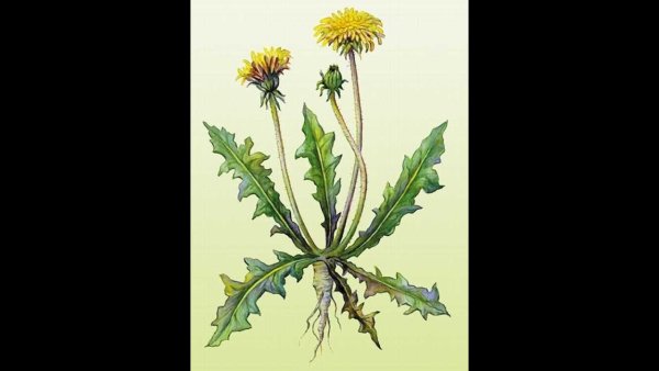 Одуванчик раскраска для малышей