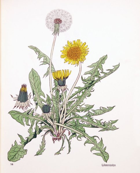 Ботаническая иллюстрация Taraxacum