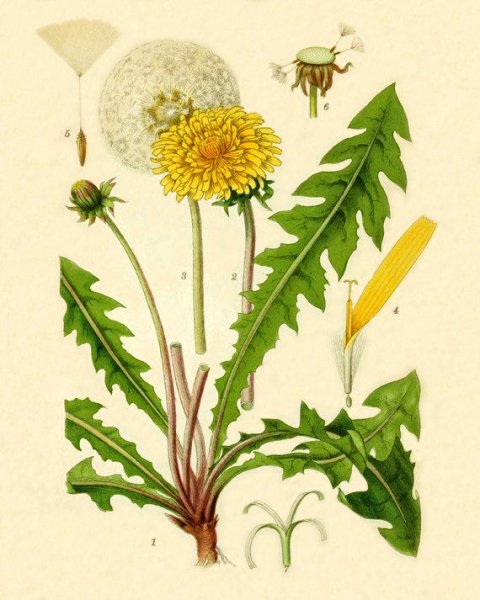 Одуванчик Фармакогнозия