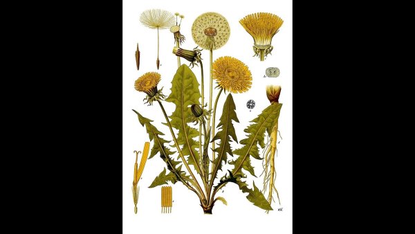 Одуванчик лекарственный Ботаническая иллюстрация