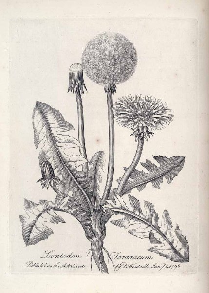 Одуванчик лекарственный ареал