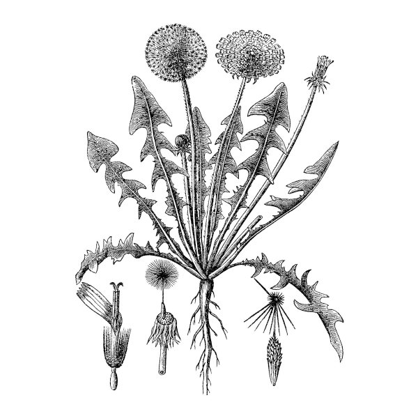 Одуванчик лекарственный листья описание