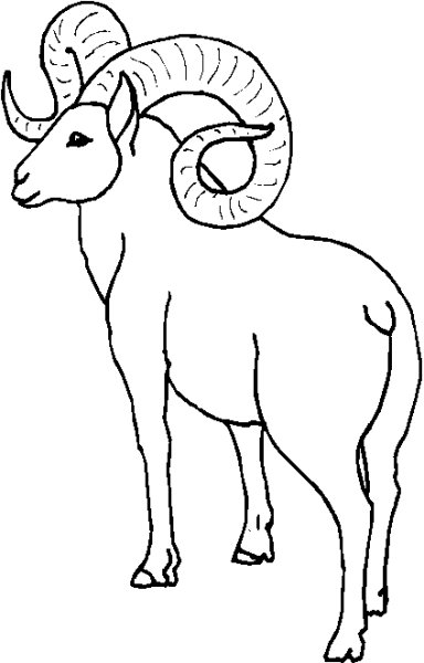 Джук тур дикий баран