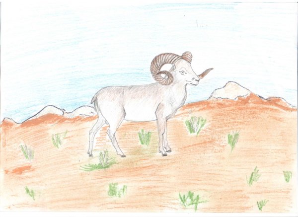 Джук тур дикий баран рисунок