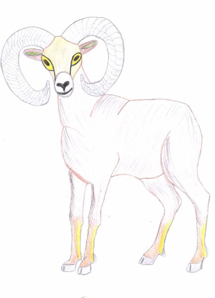 Алтайский горный баран аргали рисунок