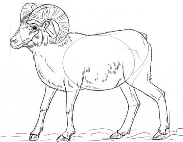 Горный баран Архар