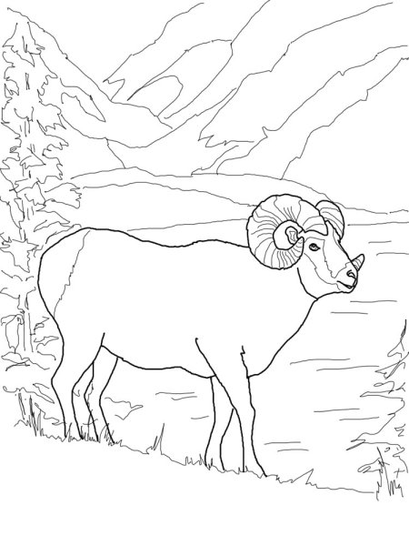 Алтайский горный баран раскраска