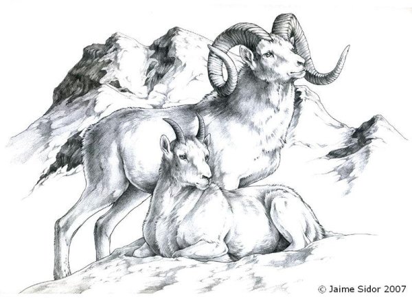 Нарисовать горного барана