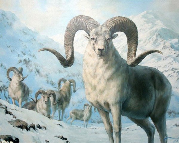 Аргали Марко поло