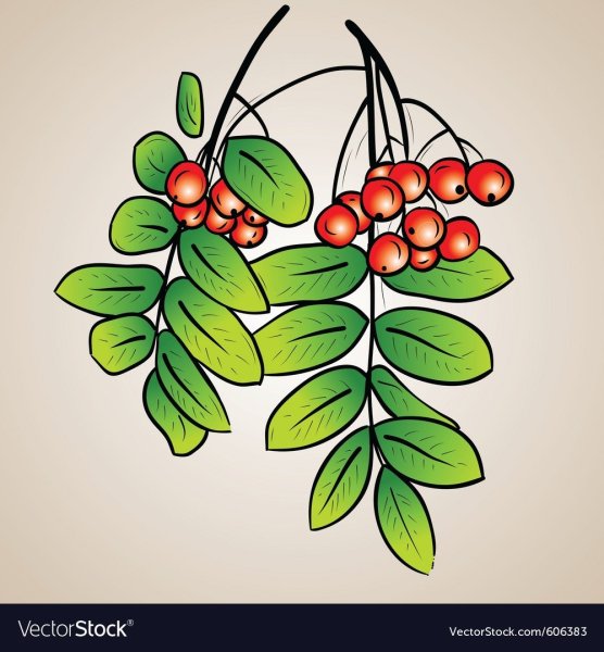 Рябина раскраска