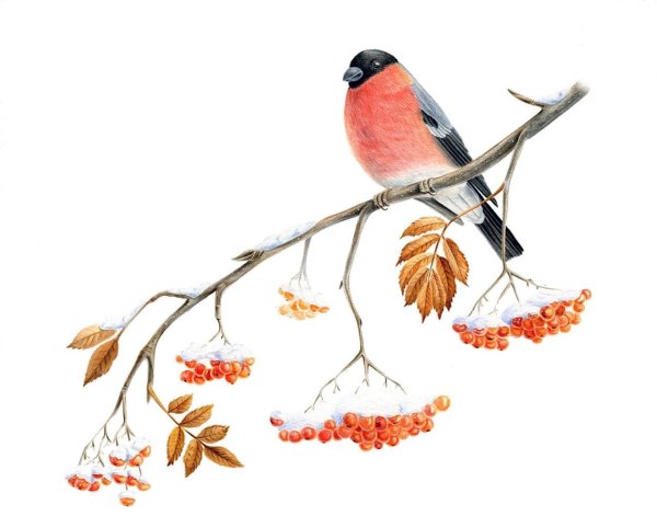 Рисование гроздь рябины