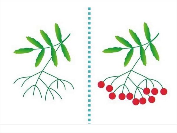 Рябина рисунок