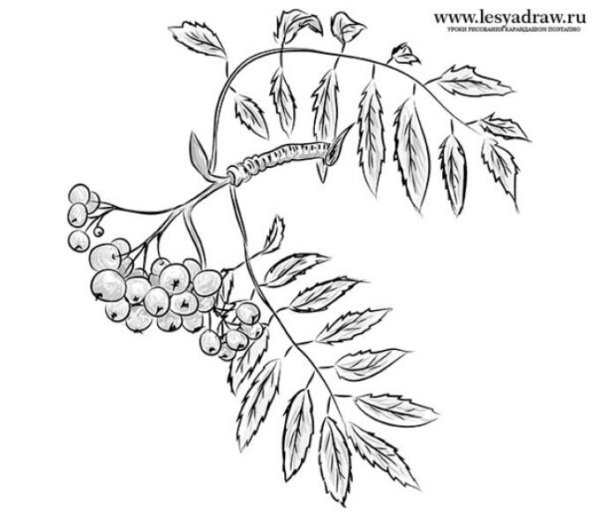 . Аппликация «ветка рябины» (а. н. Малышева)