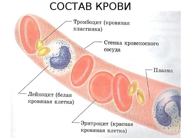 Состав плазмы крови схема