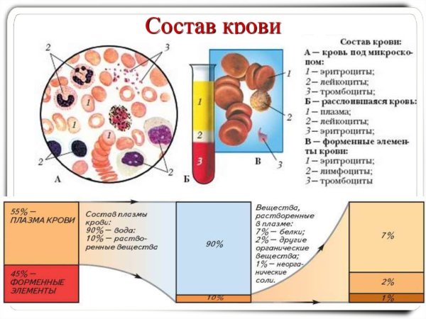 Состав плазмы крови 8 класс биология
