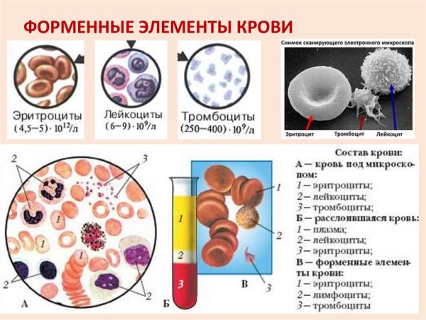 Структуры форменных элементов крови человека