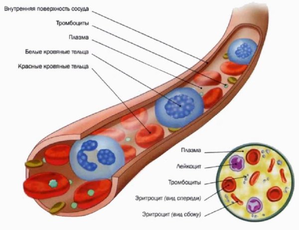 Кровь состоит из плазмы и клеток крови
