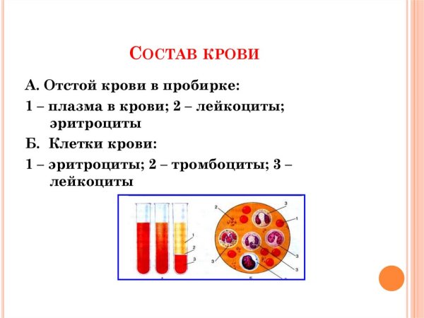 Состав крови анатомия