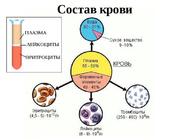 Плазма и форменные элементы крови