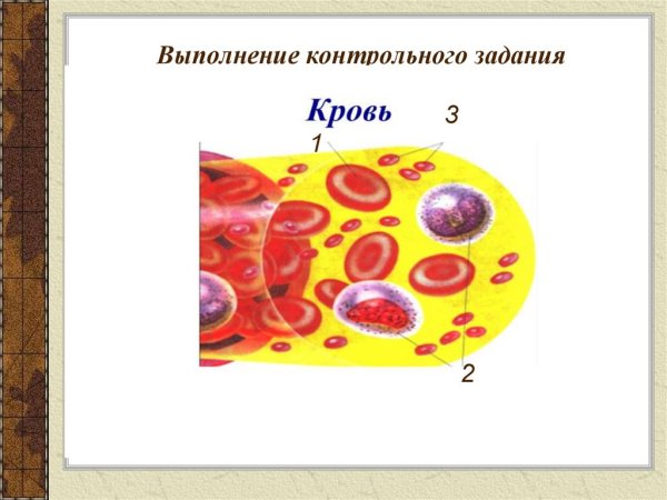 Кровь состоит из плазмы и клеток