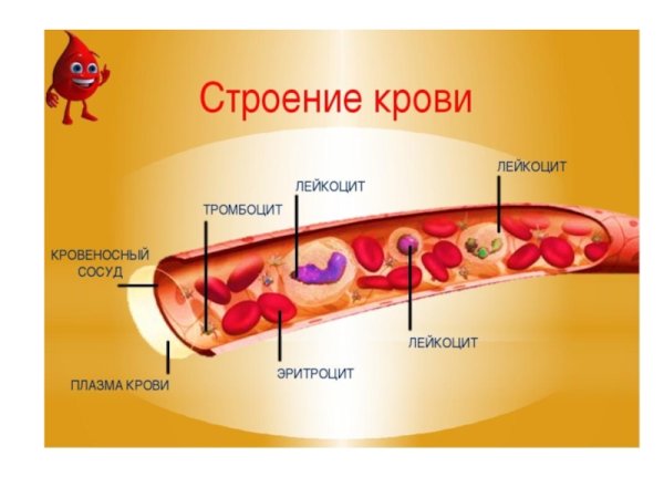 Клетки крови для детей
