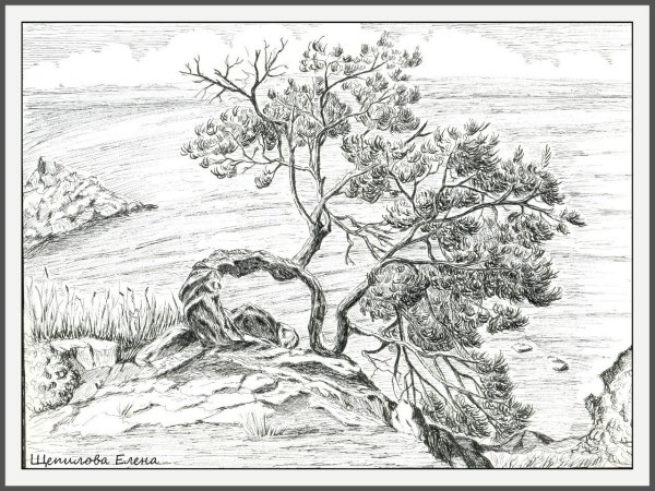 Можжевельник раскраска